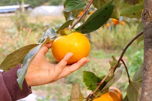 How to Grow Persimmon 8