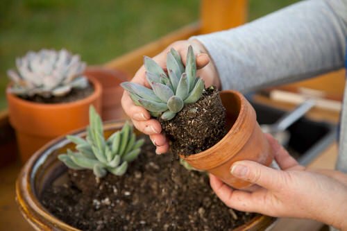 Succulent Growing Mistakes Every New Gardener Does 2