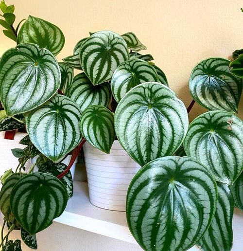 How to Grow Watermelon Peperomia from Leaves