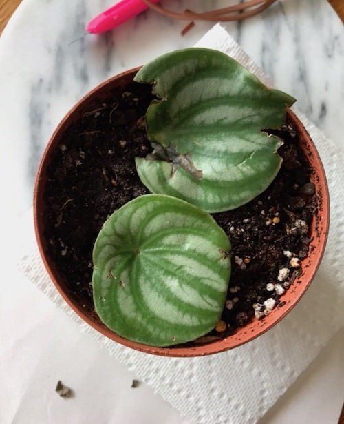 How to Grow Watermelon Peperomia from Leaves 2