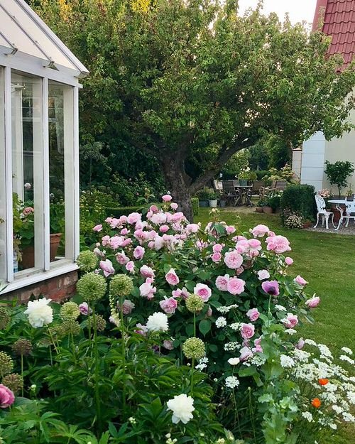 How to Prune Roses Like Master Gardeners 18