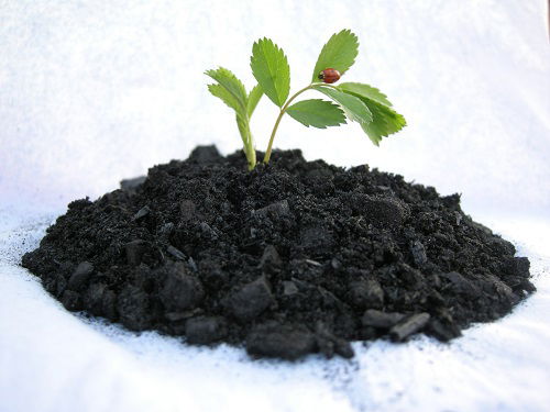 biochar for improving soil health