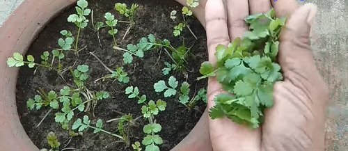 How to Grow Cilantro from Stem Cuttings 10