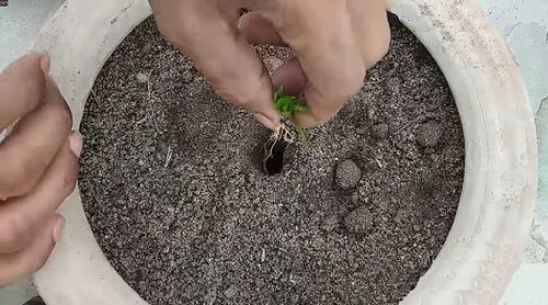Planting the Cuttings in Soil