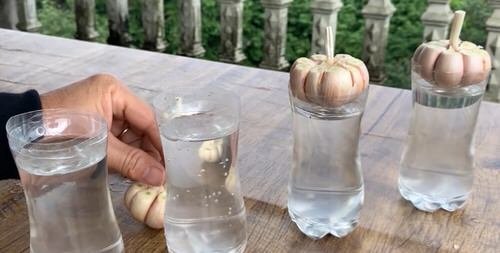 Special Trick to Root Garlic Quickly and Have Unlimited Supply 5