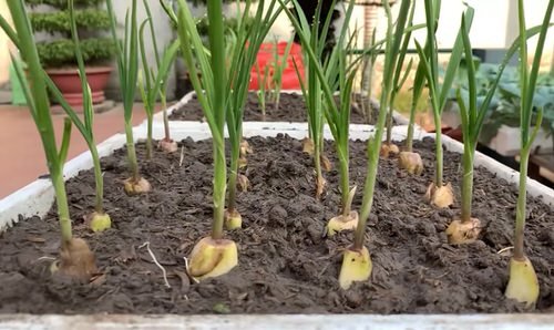 Special Trick to Root Garlic Quickly and Have Unlimited Supply 20