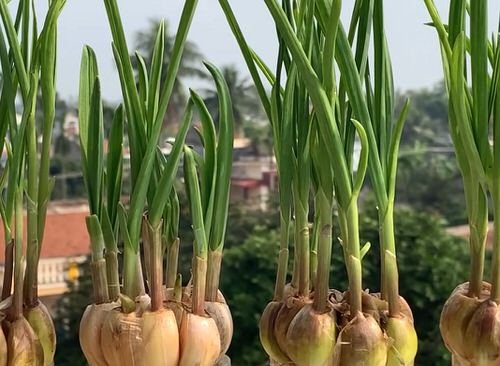 Special Trick to Root Garlic Quickly and Have Unlimited Supply