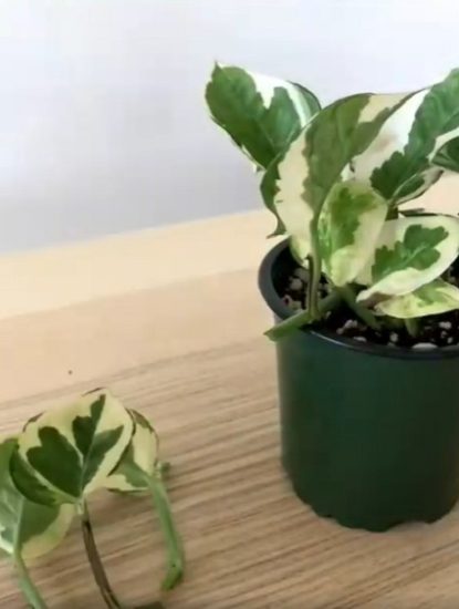 How to Grow Any Pothos Plant (It's Fast and Easy)