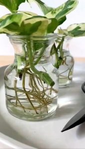 How to Grow Any Pothos Plant (It's Fast and Easy)