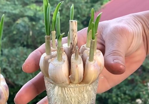 Special Trick to Root Garlic Quickly and Have Unlimited Supply 16