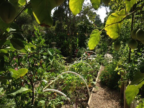 Tropical Edible Garden 10