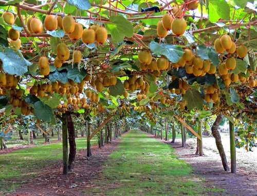 best Fruits that Don't Grow on Trees Vines
