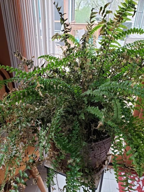 Ferns Turning Brown and Dying Reasons and Solutions