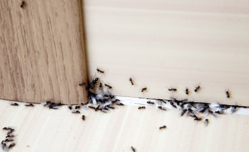 Ways to Get Rid of Carpenter Ants from Homes and Gardens 7