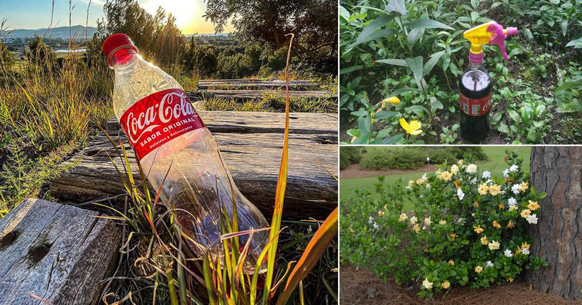 11 Surprising Coca Cola Uses In The Garden | Balcony Garden Web