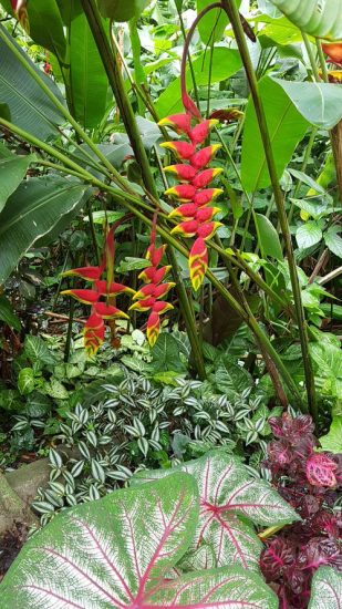 25 Crazy Tropical Garden Bed Ideas You'd Like to Copy