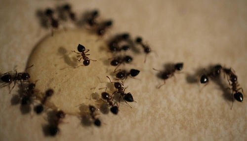 Ways to Get Rid of Carpenter Ants from Homes and Gardens 2