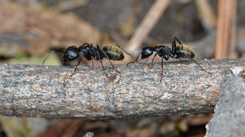 Ways to Get Rid of Carpenter Ants from Homes and Gardens 5