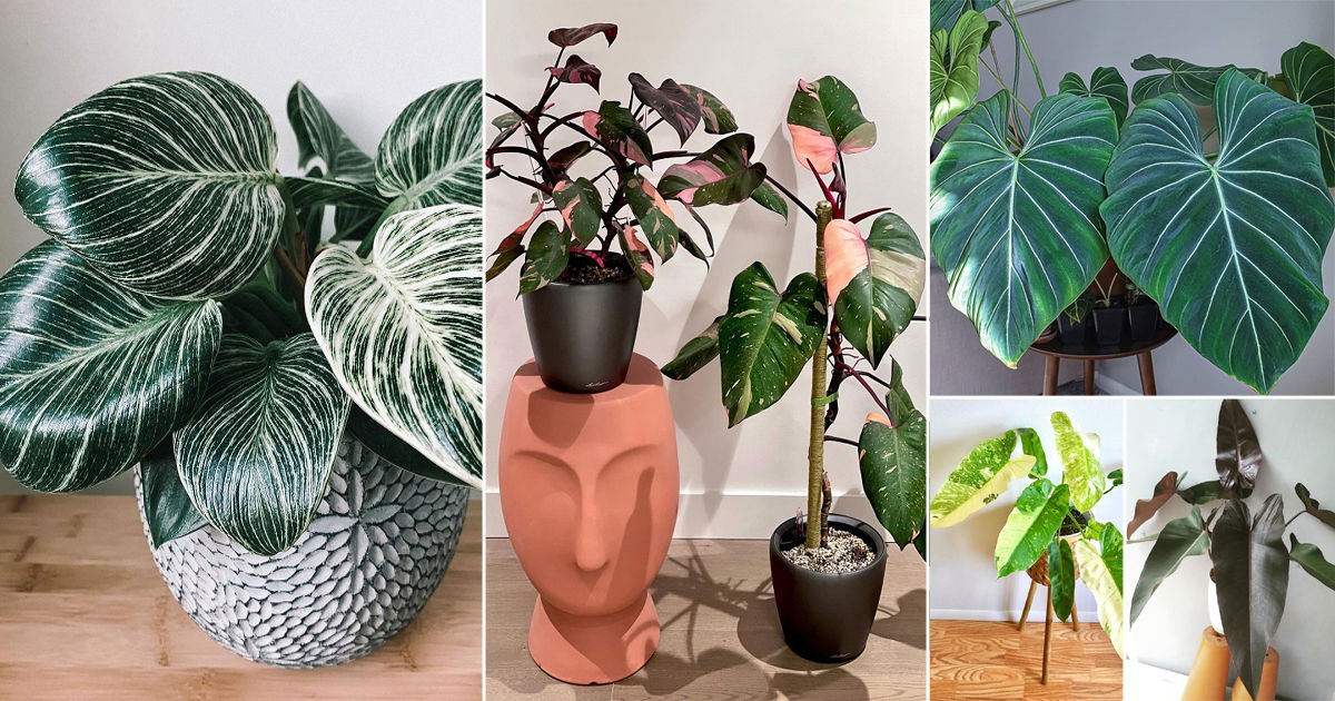 51 Stunning Philodendrons You Will Absolutely Love