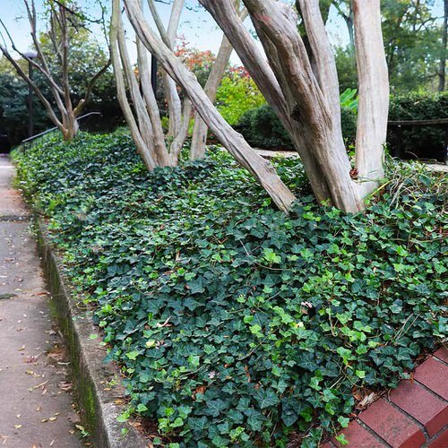 beautiful Ground Cover Plants with Quick Growth