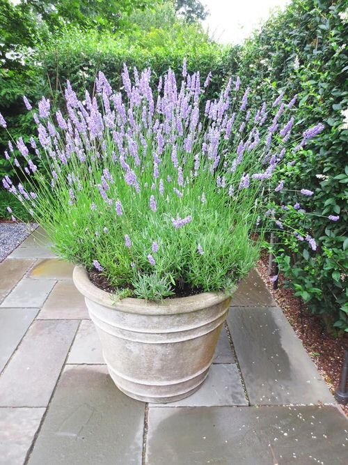 lavender Plants That Naturally Repel Aphids!