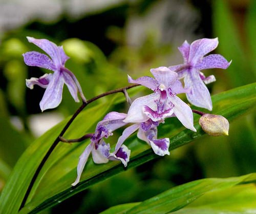 Best Blue Orchids 