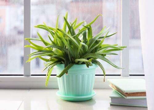21 Easiest Houseplants | Easiest Indoor Plants to Take Care Of 5