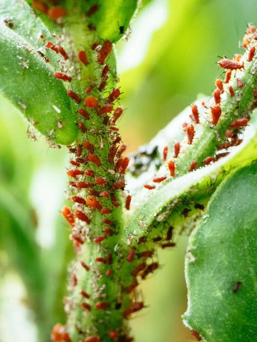 Plants That Naturally Repel Aphids