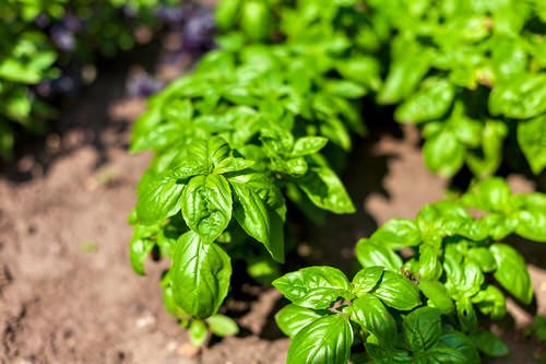 Fast Growing Herbs You Can Grow From Seeds
