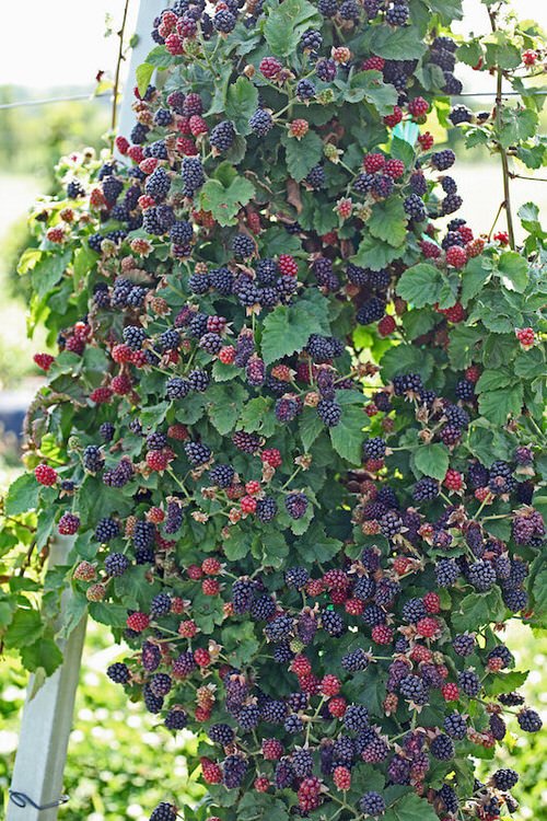 Fruits That Grow on Vines: A List