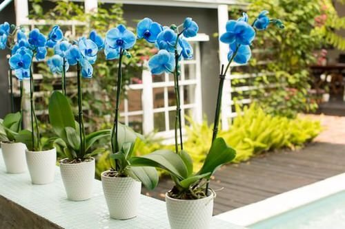 Best Types of Blue Orchids in White pot