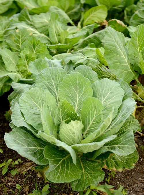 25 Best “Cut and Come Again Vegetables” for a Lot of Harvest! 10