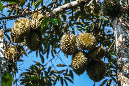 Can You Grow Durian in California? 2