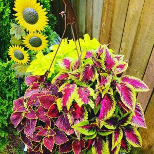 30 Stunning Images of Coleus in Hanging Baskets | Balcony Garden Web