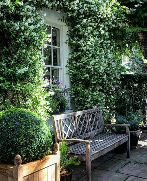 26 Flowering Vines for Shade | Best Shade Loving Climbers