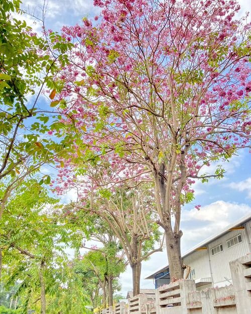 Tabebuia Tree Care Types & Growing Information 2
