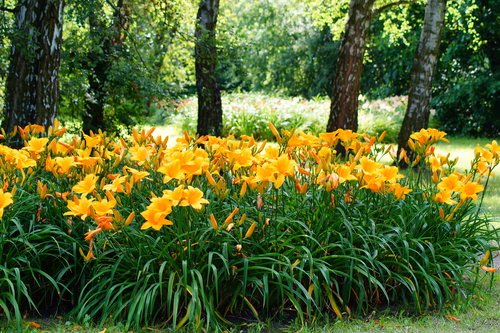 Plants That Can Withstand Deer Damage
