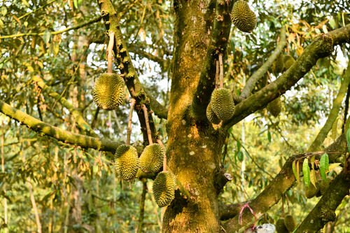 Can You Grow Durian in California? 3