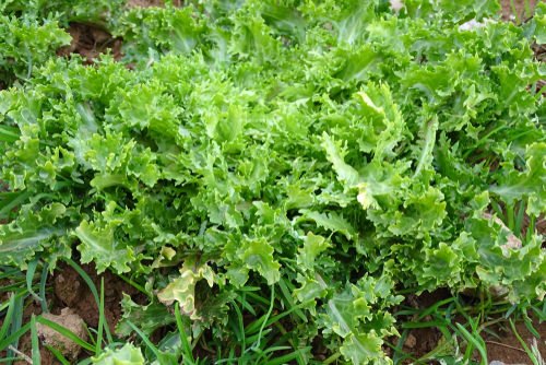 25 Best “Cut and Come Again Vegetables” for a Lot of Harvest! 8