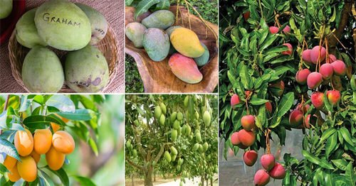 55 Different Types of Mangoes | World's Best Mango Varieties