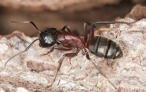 Ways to Get Rid of Carpenter Ants from Homes and Gardens