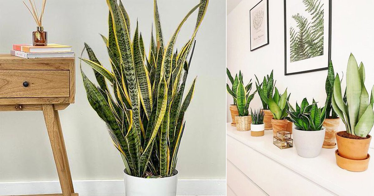 How to Grow Snake Plant Indoors | Mother-in-Law's Tongue Care