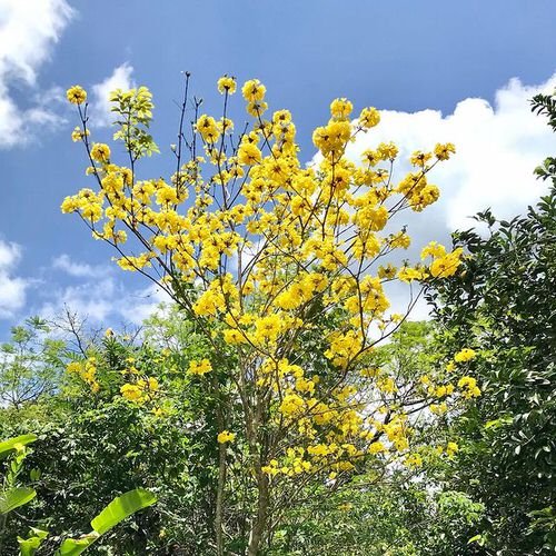 Tabebuia Tree Care Types & Growing Information 4