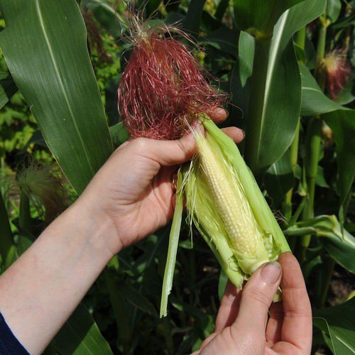 Harvesting Baby Corns