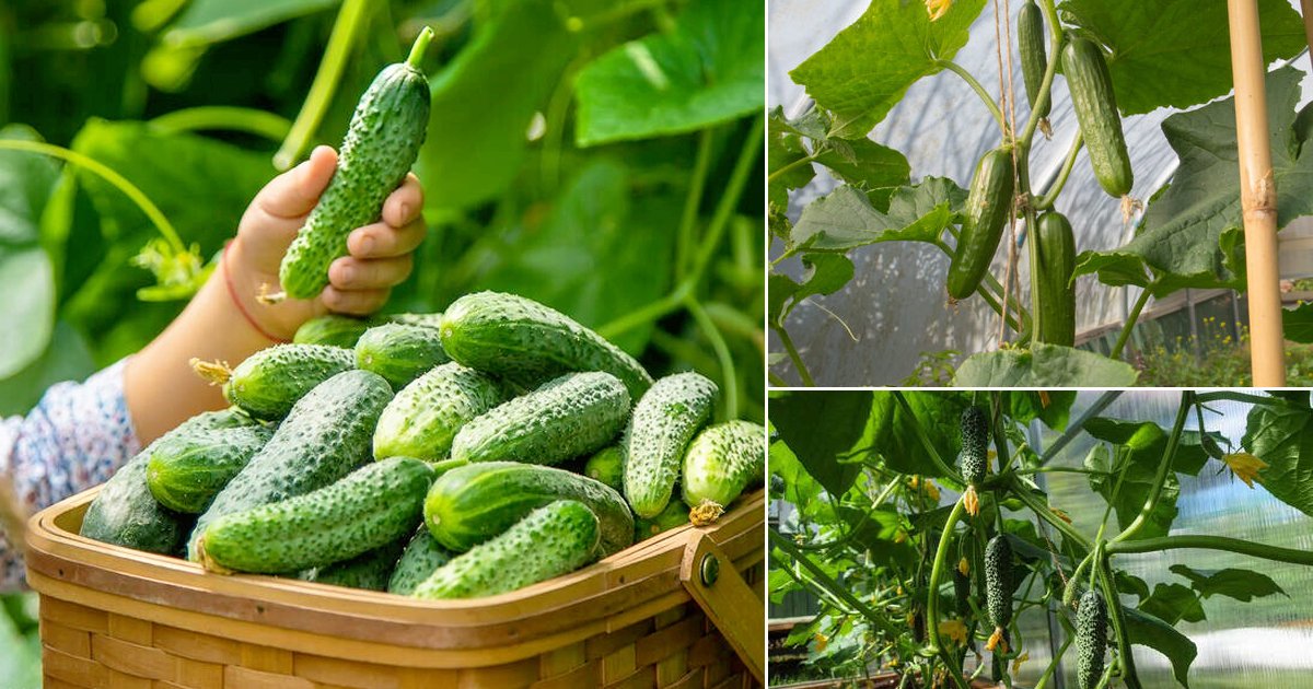 https://balconygardenweb.b-cdn.net/wp-content/uploads/2022/05/How-to-Avoid-Bitter-Cucumbers-Grow-Sweet-Juicy-Fruits2.jpg