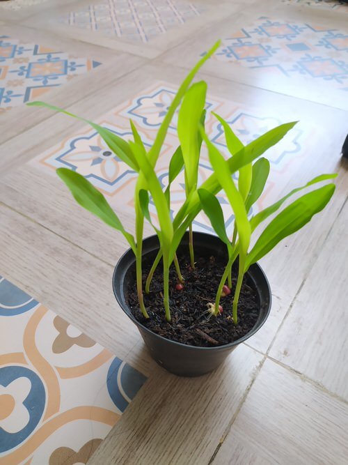 How to Grow Baby Corns in Pots