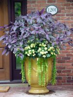 How to Grow Persian Shield | Strobilanthes Dyerianus Care Indoors