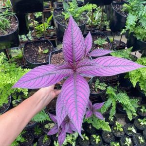 How to Grow Persian Shield | Strobilanthes Dyerianus Care Indoors