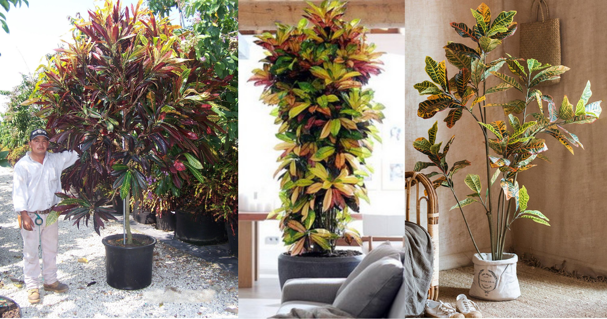 How to Grow Big Croton Like a Tree | Balcony Garden Web
