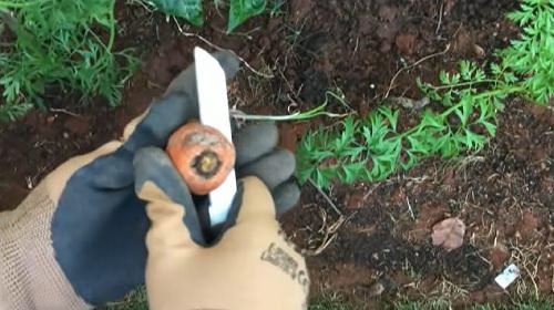 How to Grow Carrot Plant from Carrot Tops 2